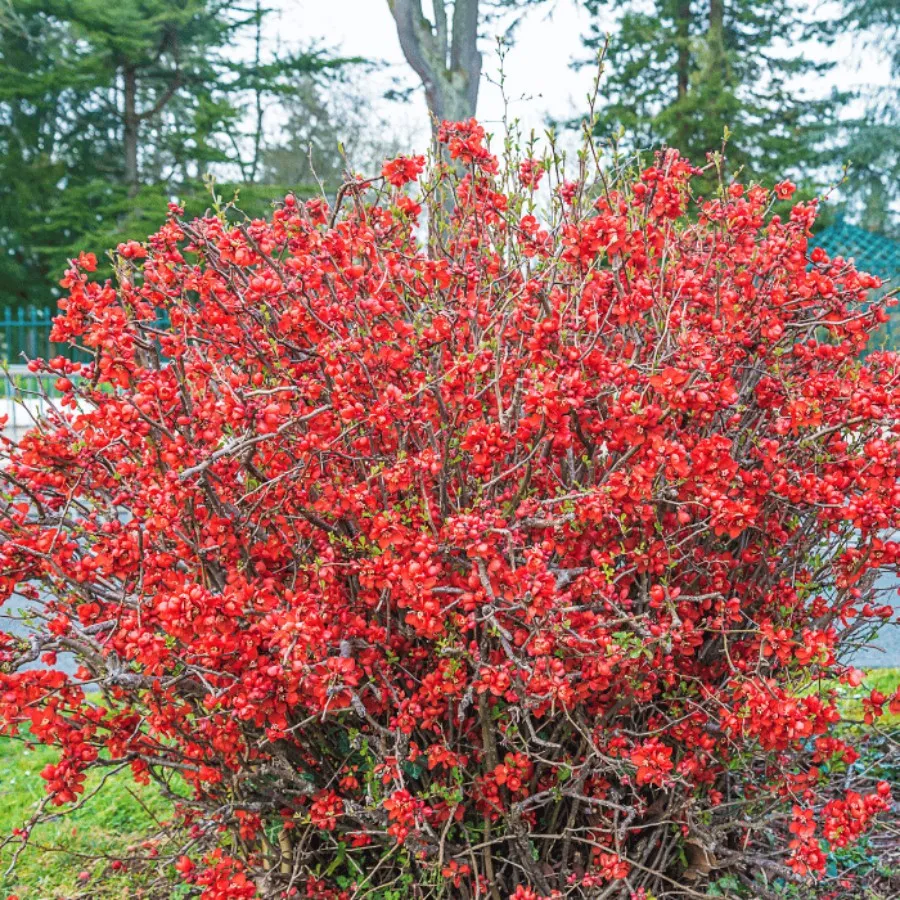 Chaenomeles japonica - Gutui japonez