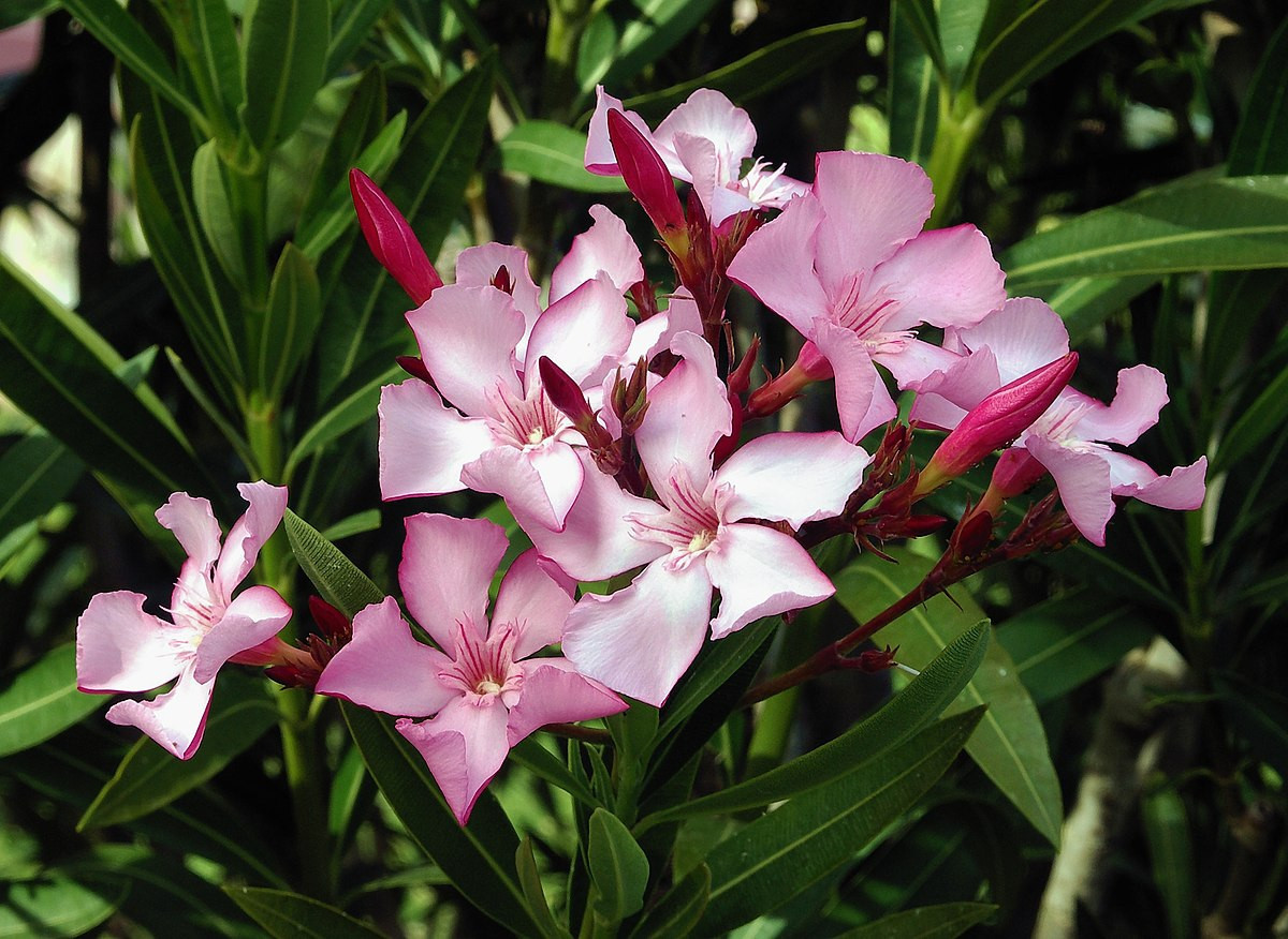 Nerium oleander medii