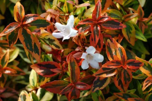 Abelia Variegate - Grandiflora
