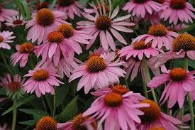 🌺 Echinacea purpurea ‘Magnus’ – Floare Perennială cu Rezistență Ridicată | www.plantmaster.ro