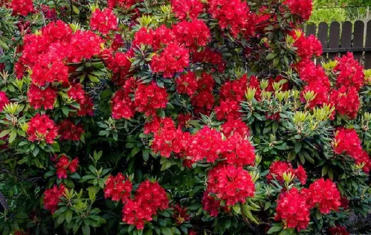 Rhododendron
