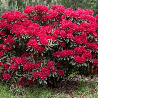 Azalea - Azalea japoneza