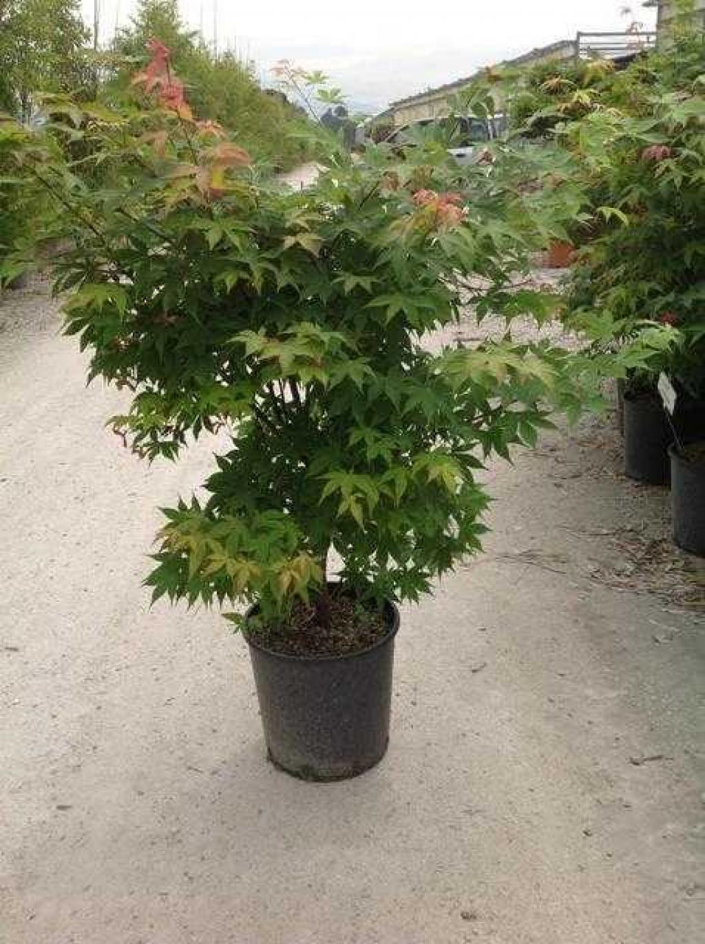 Acer palmatum Verde 1.6m– Arțar Japonez cu Frunziș Verde Delicat și Culori Spectaculoase Toamna 🍁🌿