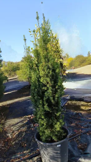 Taxus Media Stricta Viridis 170/180 cm - Tisa Japoneza
