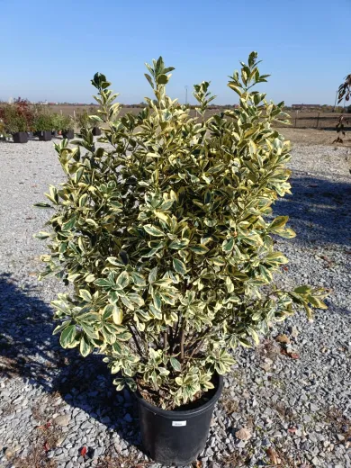 Euonymus V30 -Salba