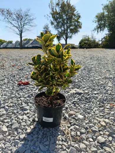 Euonymus Japonicus Aureomarginata - Salba