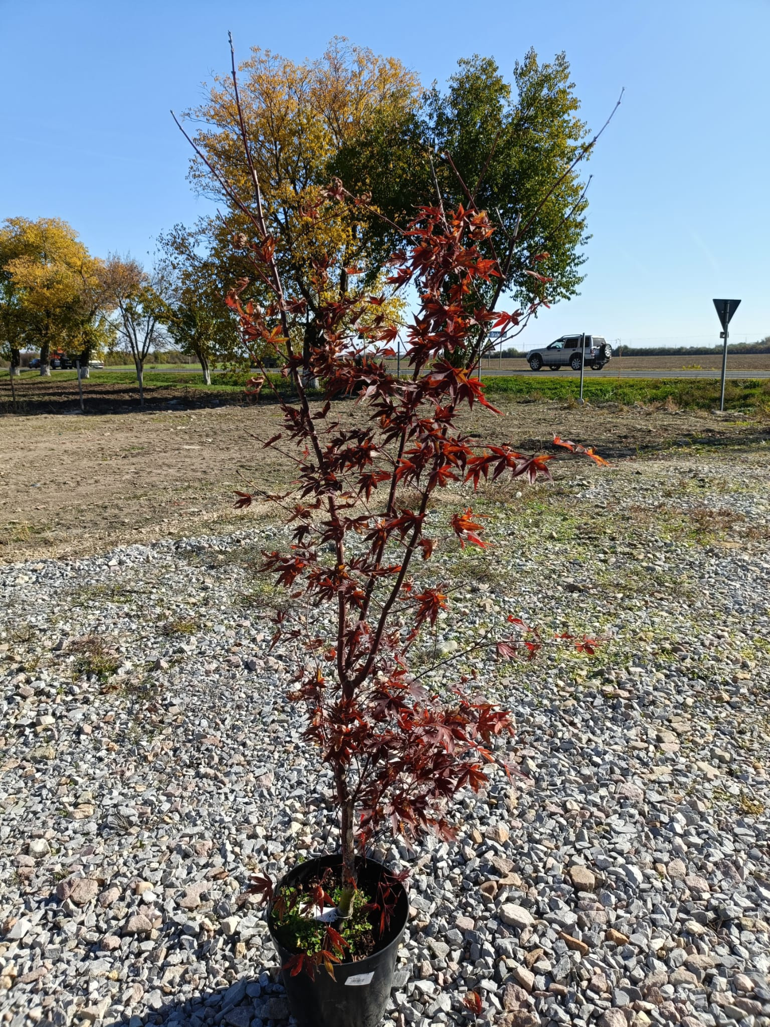 Acer palmatum Fire Glow 1.2 m-1.4m – Arțar Japonez cu Frunziș Roșu Aprins, Spectacol de Culoare în Grădina Ta 🍁🔥