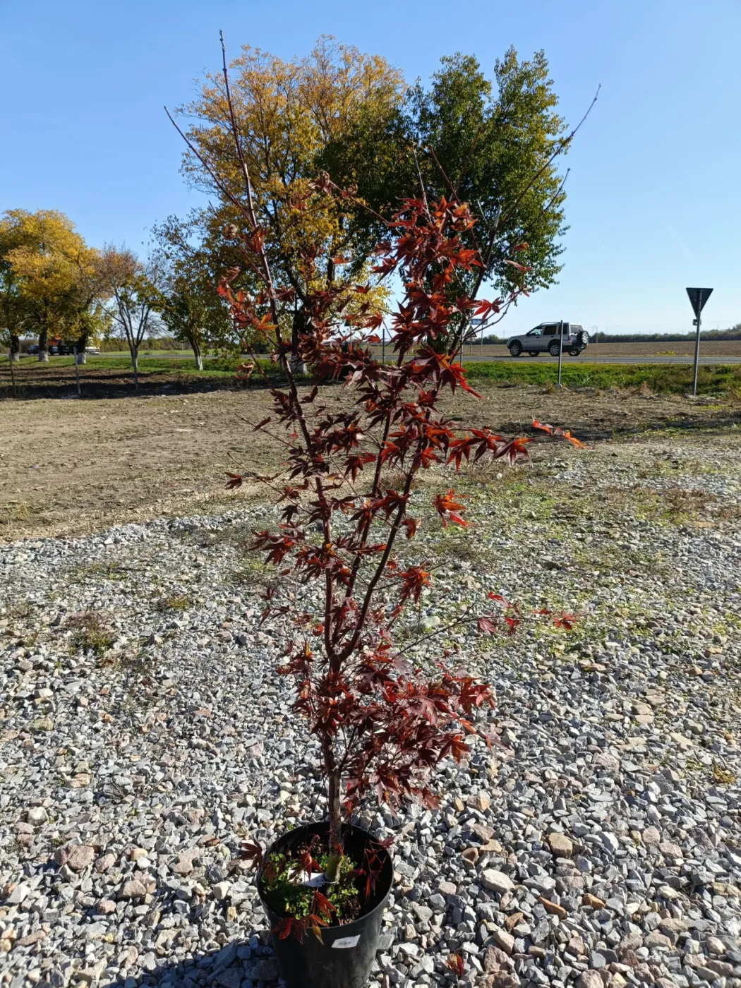 Acer palmatum Fire Glow 1.2 m-1.4m – Arțar Japonez cu Frunziș Roșu Aprins, Spectacol de Culoare în Grădina Ta 🍁🔥