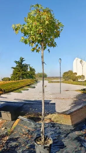 Liquidambar Gum Ball - Arbore de guma