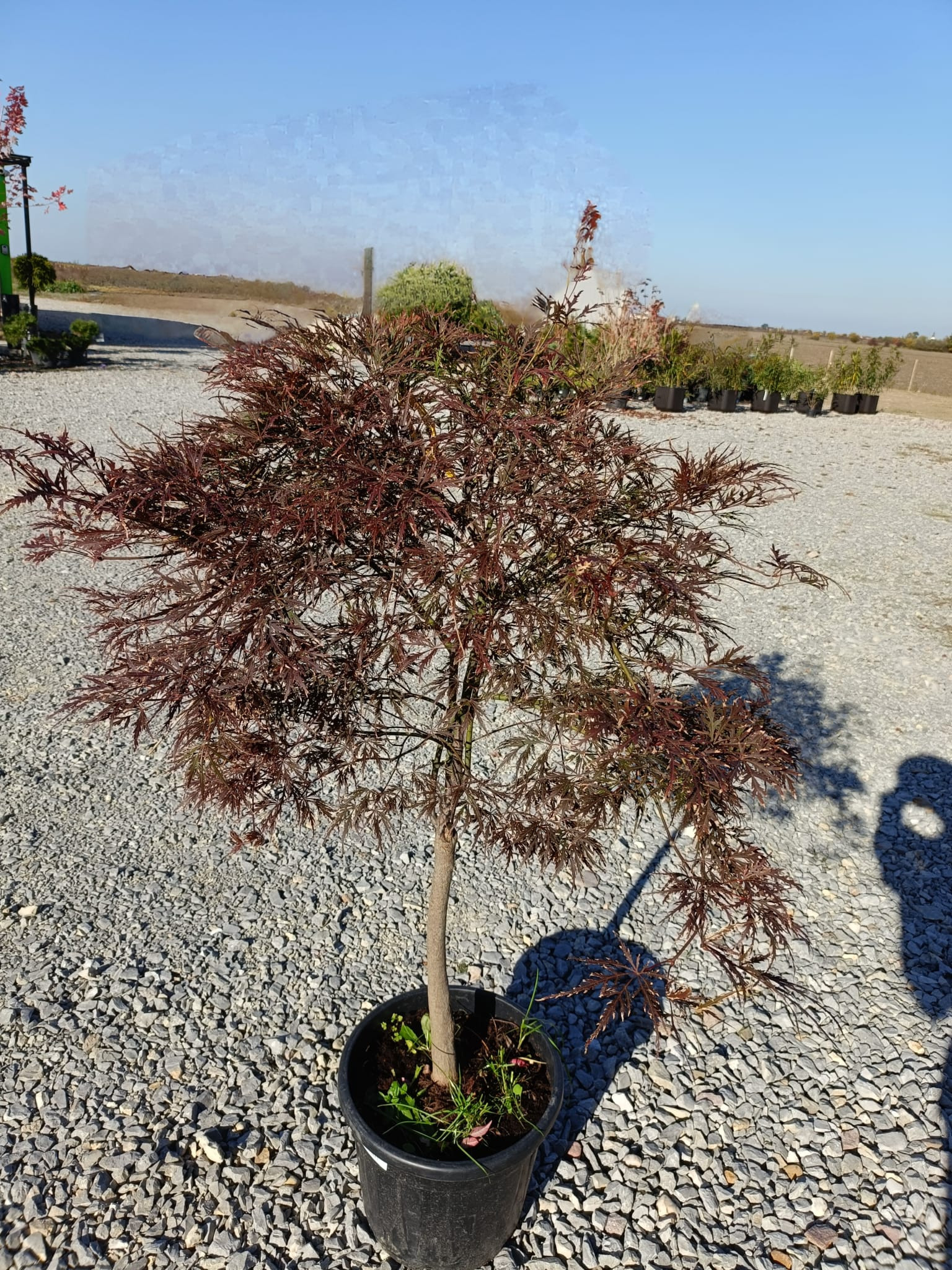 Acer palmatum Dissectum Garnet 1m – Arțar Japonez Pletos cu Frunziș Roșu-Purpuriu Spectaculos 🍁✨