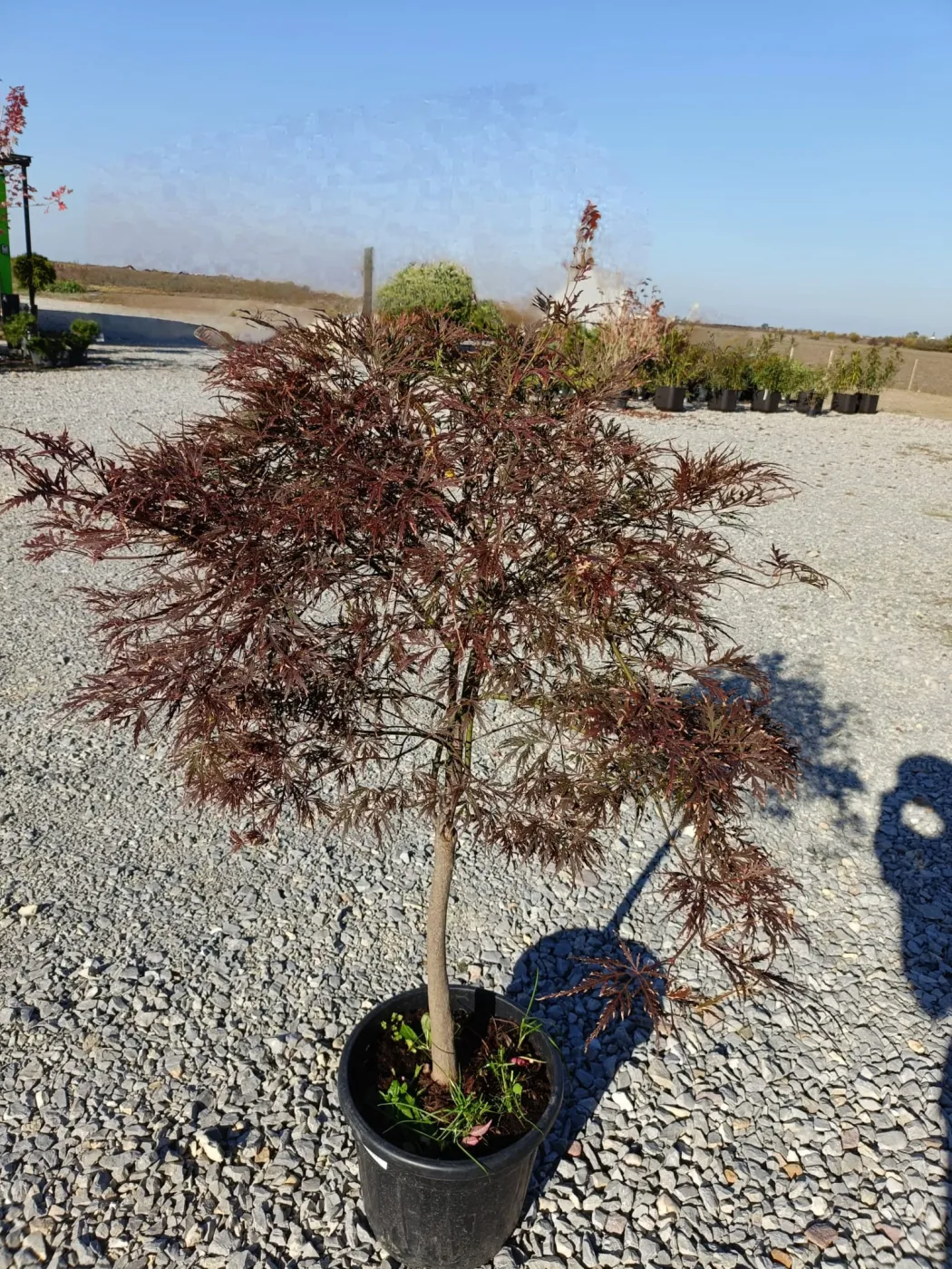 Acer palmatum Dissectum Garnet 1m – Arțar Japonez Pletos cu Frunziș Roșu-Purpuriu Spectaculos 🍁✨