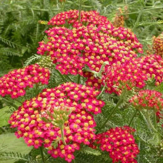 Achillea Skysail Red- Coada soricelului