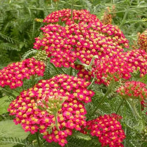 Achillea Skysail Red- Coada soricelului