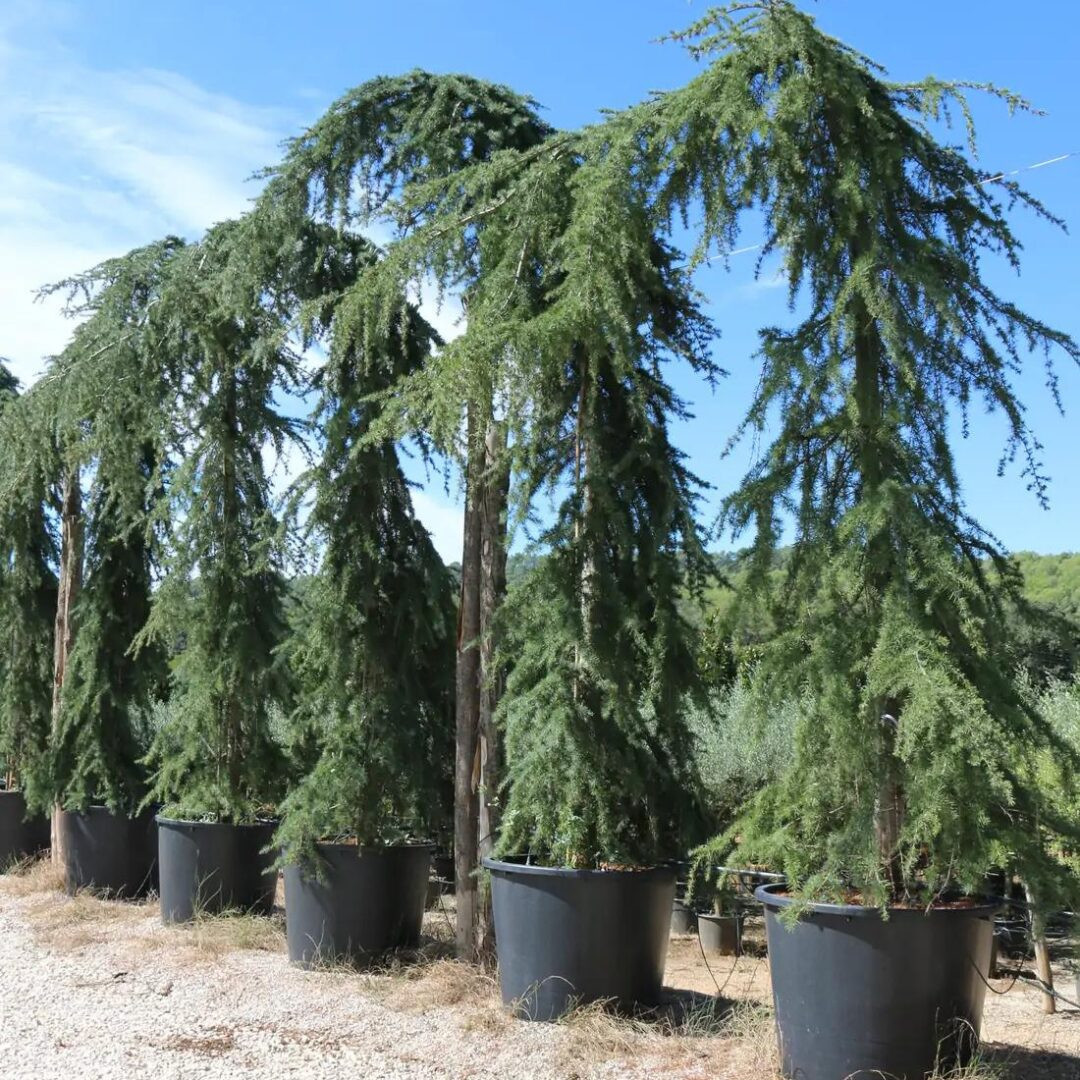 🌲 Cedrus atlantica ‘Glauca Pendula’ – cedru albastru plângător, super înalt (2,7 m)