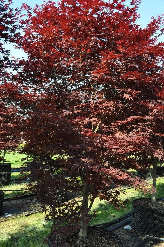 Acer palmatum Fire Glow 1.2 m-1.4m – Arțar Japonez cu Frunziș Roșu Aprins, Spectacol de Culoare în Grădina Ta 🍁🔥