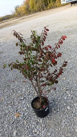 Euonymus Alatus- Salbă