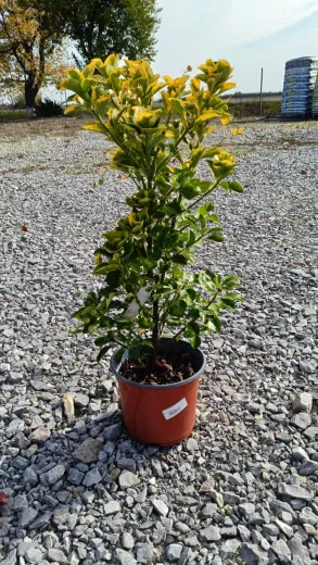Euonymus Aurea 3 LT -Salbă