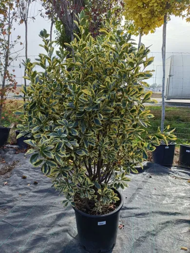 Euonymus Bravo Mare - Salbă