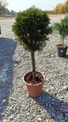 Leylandii Verde Glob Picior Mic