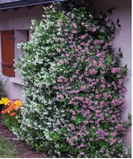 Iasomie Roz Căţărătoare 1,3m– Plantă Exotică cu Flori Parfumate și Creștere Rapidă 🌿🌸