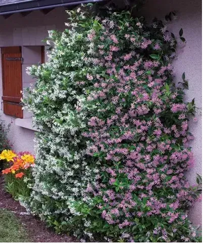 Iasomie Roz Căţărătoare 1,3m– Plantă Exotică cu Flori Parfumate și Creștere Rapidă 🌿🌸