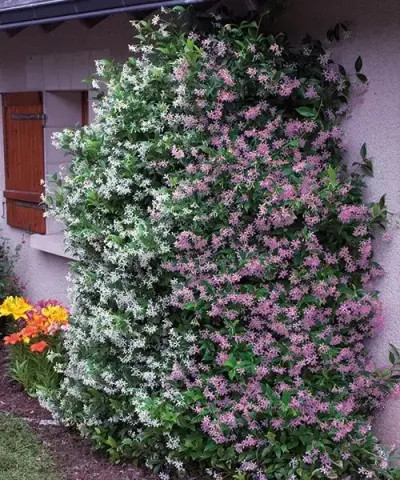 Iasomie Roz Căţărătoare 1,3m– Plantă Exotică cu Flori Parfumate și Creștere Rapidă 🌿🌸