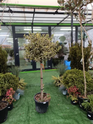 Ilex variegat Copac Mare - Laur Japonez