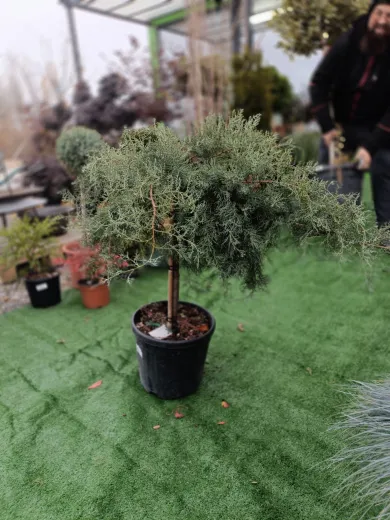 Juniperus tip copac 1/2 - Lenupar
