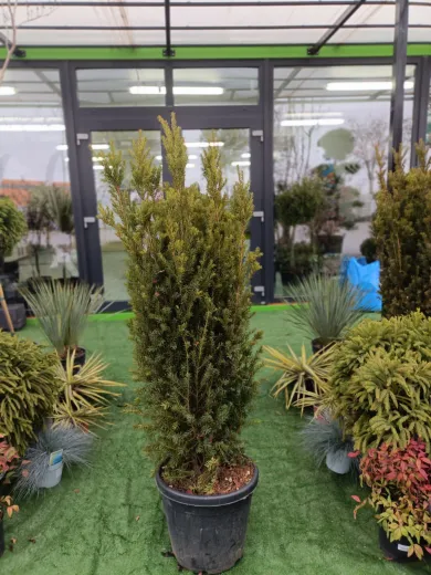Taxus Media Hillii - Conifer Elegant pentru Garduri Vii, Rezistent și Versatil - Tisa Japoneza