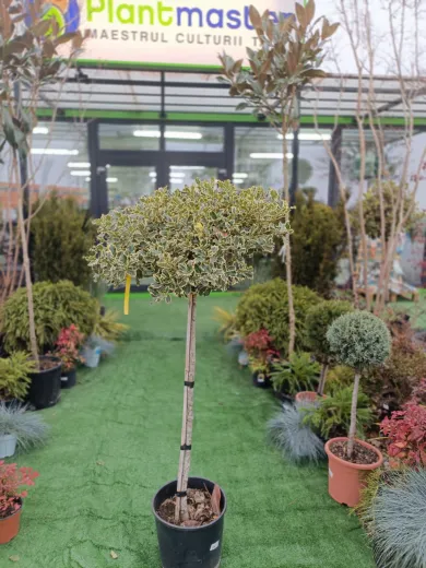 Ilex variegat copac - Laur Japonez altoit pe trunchi inalt