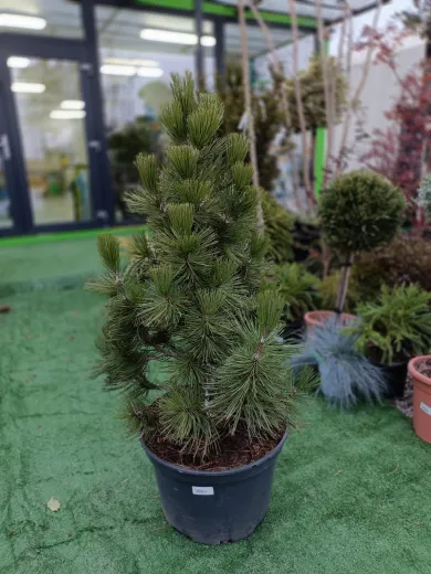 Pinus Malinki Mare 80 cm