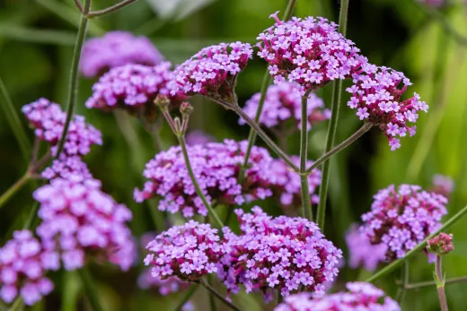 Verbena Bonariensis