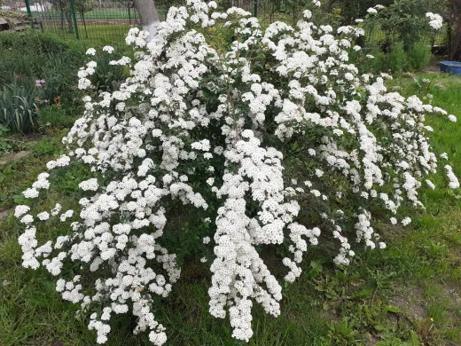 Spiraea