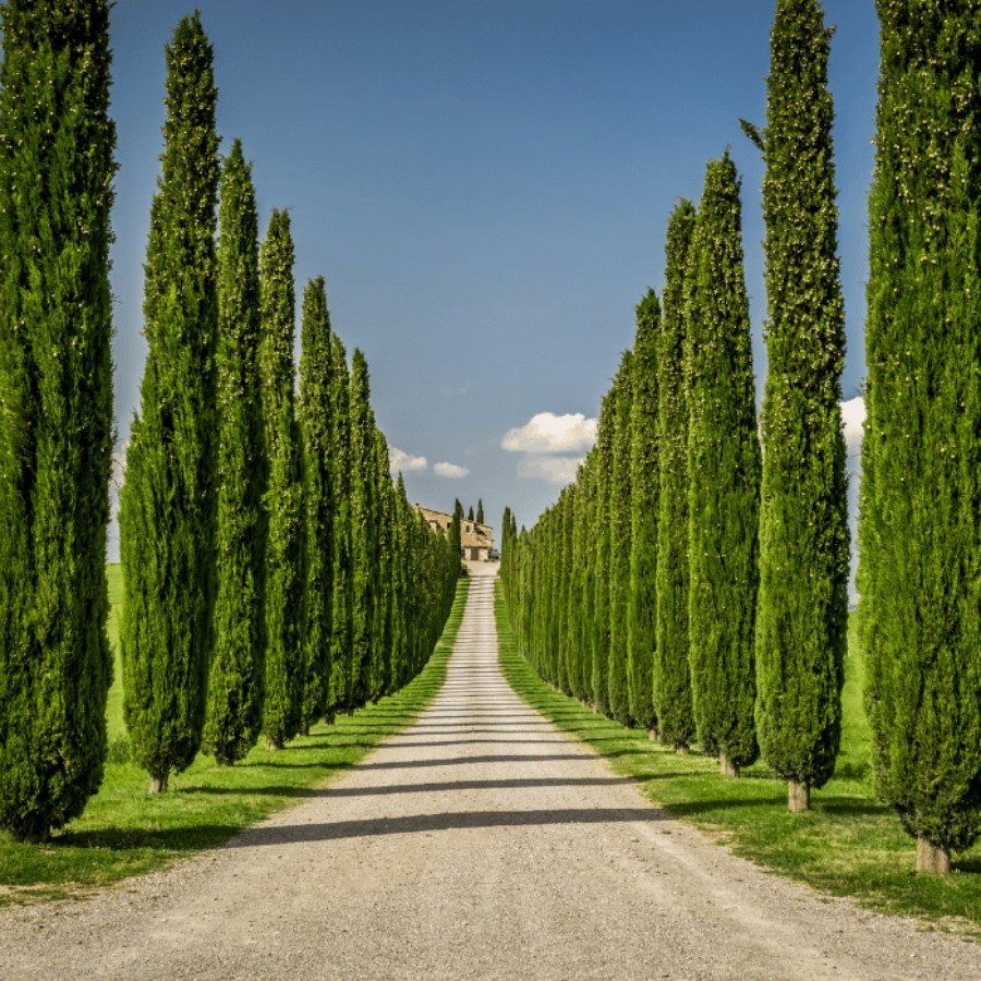 Cupressus sempervirens V24/ 80-100 cm