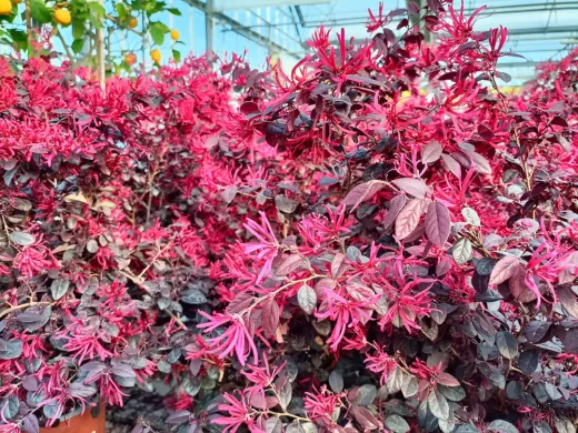 Loropetalum Glob