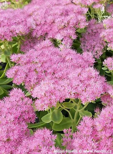 Sedum Spectabile