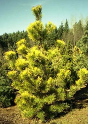 Pinus Thumbergii Ogon