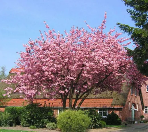 Prunus serrulata 'Kanzan' — cireș japonez cu flori roz spectaculoase