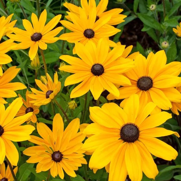 Rudbeckia Fulgida Goldsturm