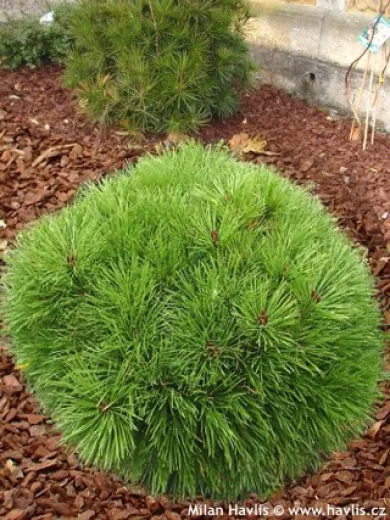 Pinus Brepo