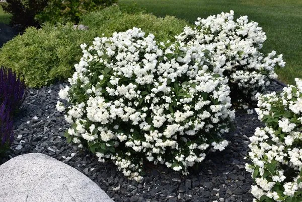 Philadelphus Snowbelle – Iasomie de Grădină cu Flori Duble, Intens Parfumate 🌿✨