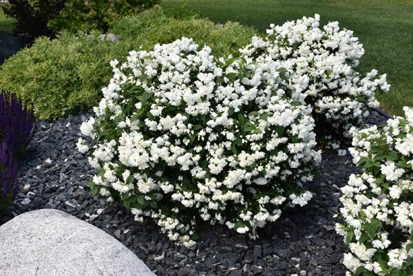 Philadelphus Snowbelle – Iasomie de Grădină cu Flori Duble, Intens Parfumate 🌿✨
