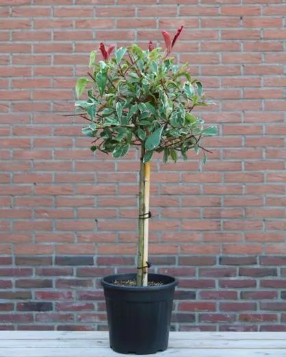 Photinia Tm pink Marble pom 130 cm