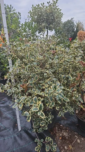 Ilex Aquifolium Argentea Marginata Mediu - Laur Japonez bicolor