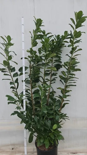 Prunus laurocerasus Novita  - Laur englezesc mare 200cm