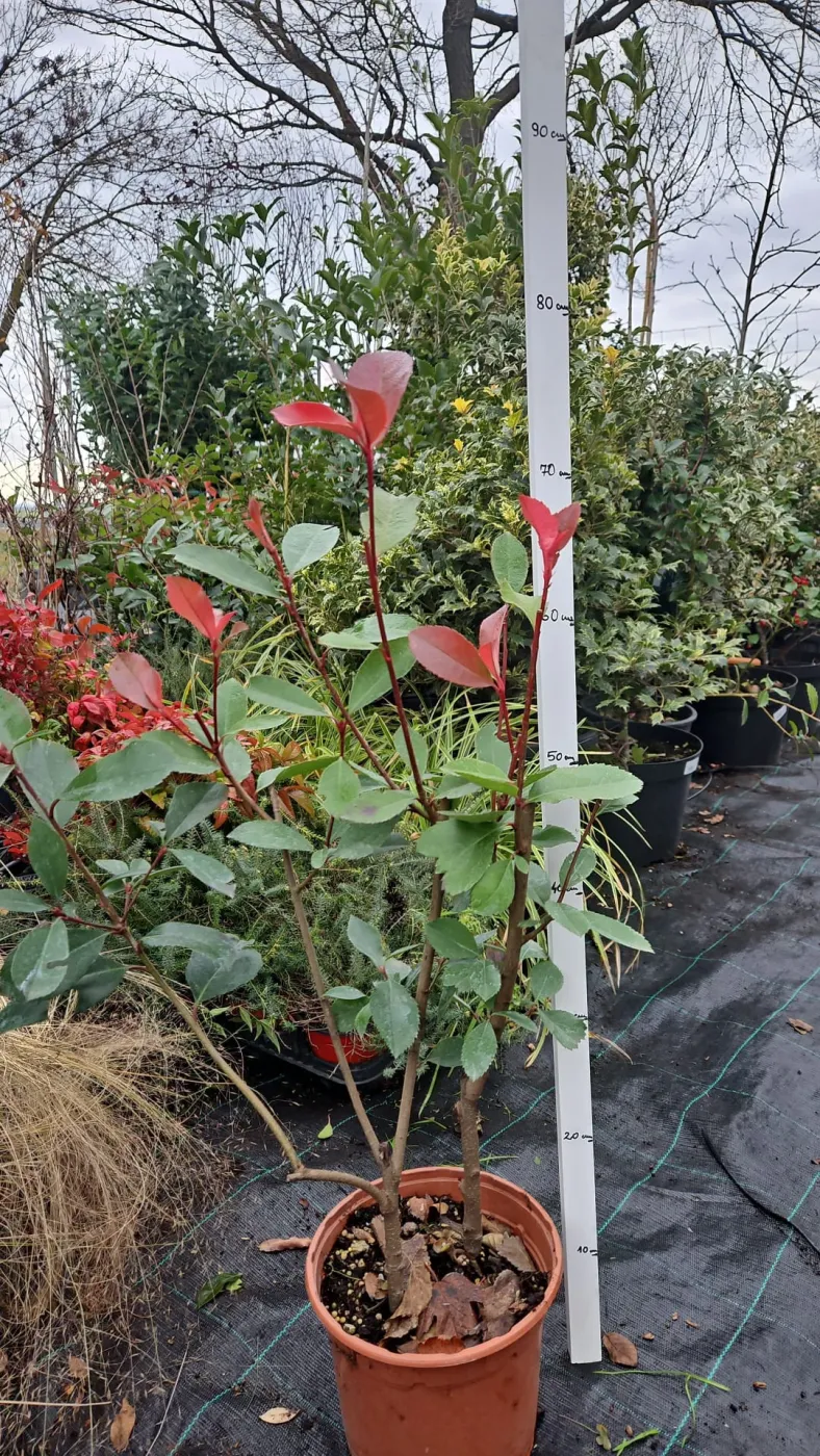 Photinia Red Robin C3