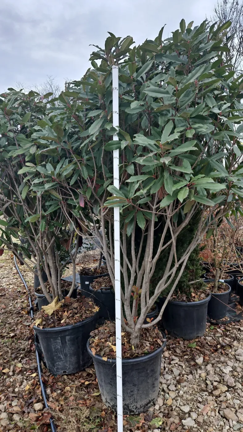 Photinia serratifolia Crunchy – Arbust Ornamental 200-250 cm, Multistem, cu Frunziș Colorat și Dens 🌿✨