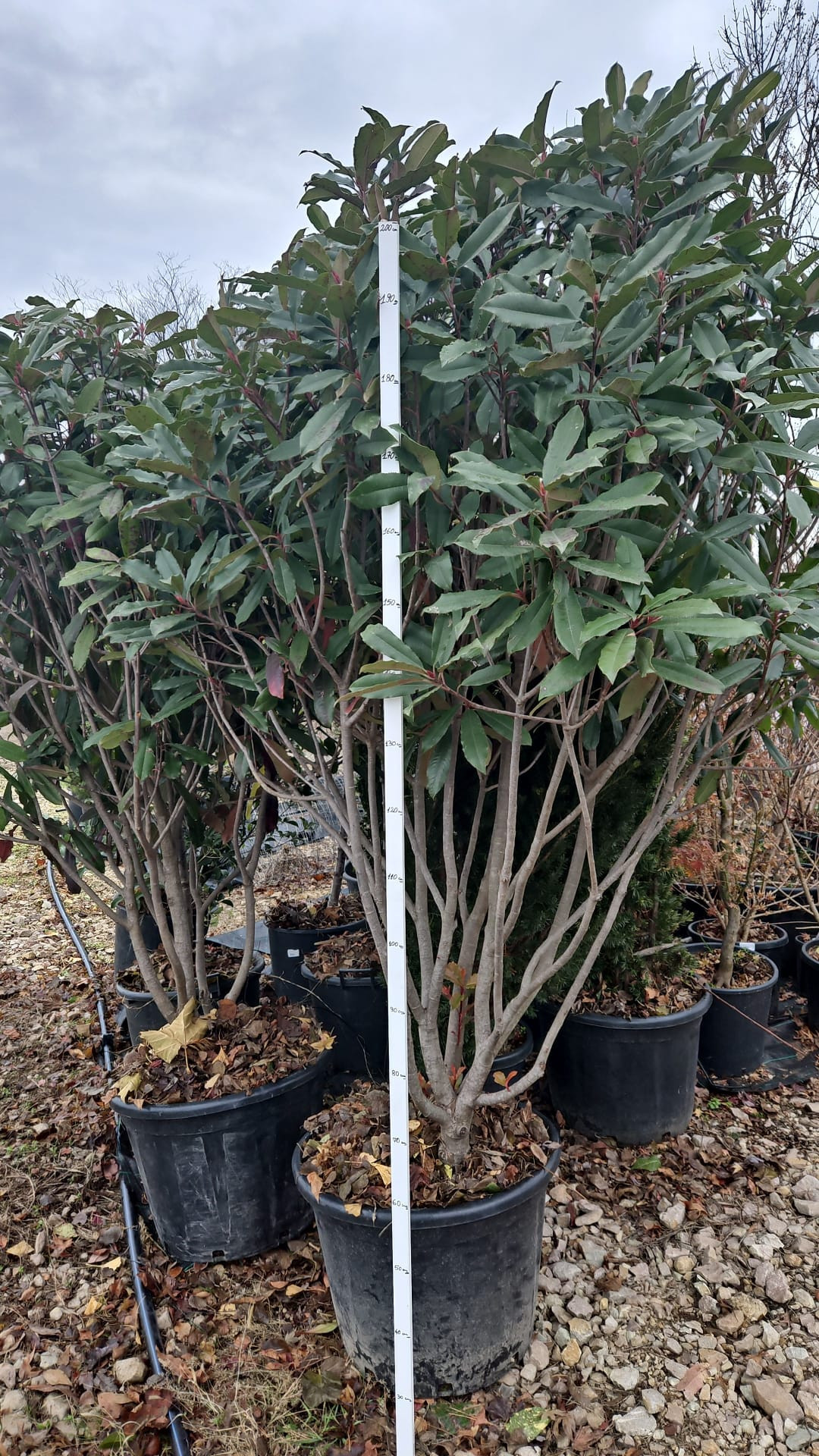 Photinia serratifolia Crunchy – Arbust Ornamental 200-250 cm, Multistem, cu Frunziș Colorat și Dens 🌿✨