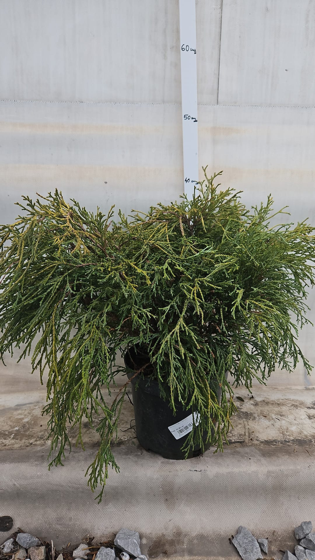 Chamaecyparis Pisifera - Chiparos de Sawara