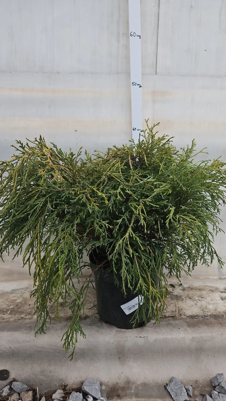 Chamaecyparis Pisifera - Chiparos de Sawara